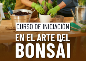 Destacada_web_web_bonsais_nov25